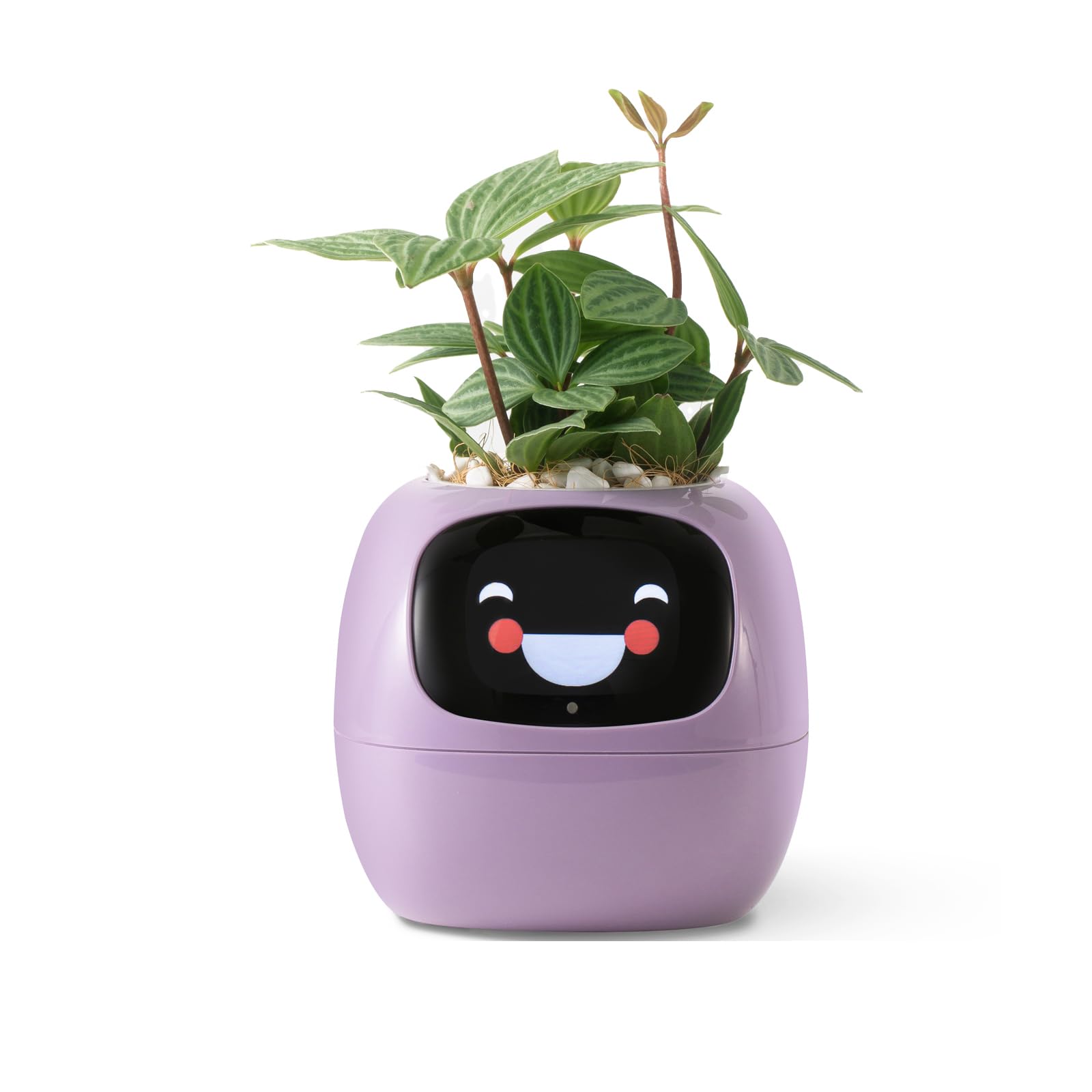 راهنمای هوشمند پرورش گیاه با ربات، راهنمایی در مراقبت از گیاه با ایموجی ها، همراه زیبای گیاه با تعامل غنی از طریق حرکات، هدیه ایده آل برای دسک منظم (بنفش)