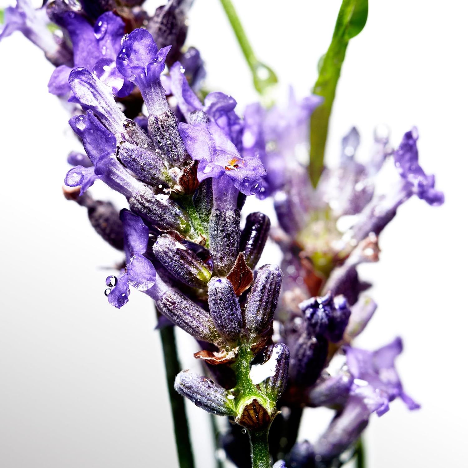 B071S7P1VP-image-2