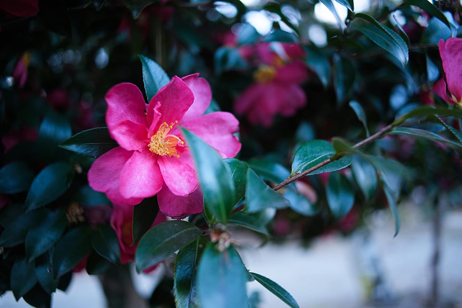 B091GPT72C-image-6